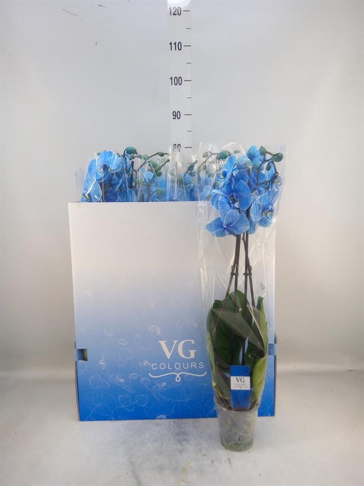 <h4>Phalaenopsis   ...</h4>