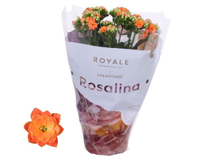 Kalanchoe Rosalina oranje Royale, Pedro, beperkt leverbaar