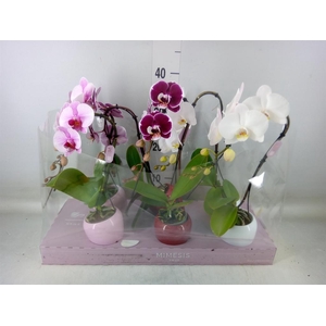 Phalaenopsis   ...