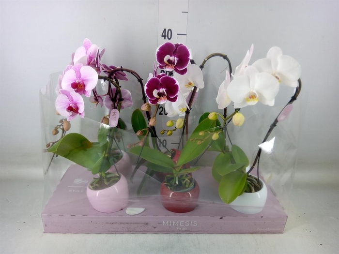 <h4>Phalaenopsis   ...</h4>