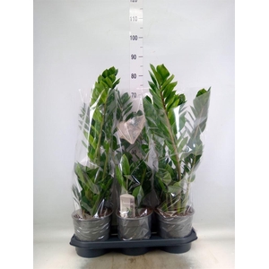 Zamioculcas zamiifolia