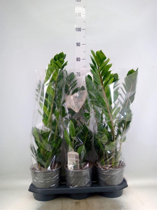 <h4>Zamioculcas zamiifolia</h4>