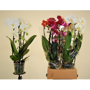 Cascade XL Mix 2 Tak