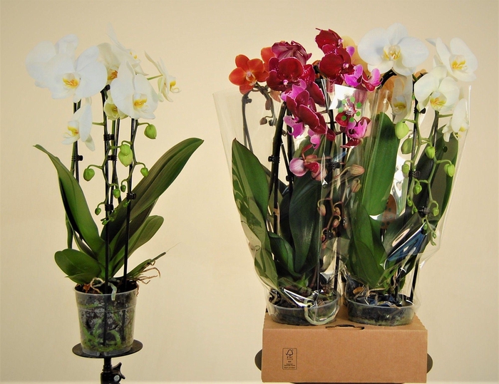 <h4>Cascade XL Mix 2 Tak</h4>