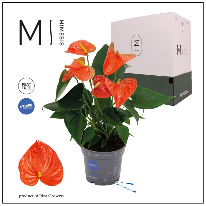 <h4>Mimesis Anthurium KARMA Orange - 12cm</h4>