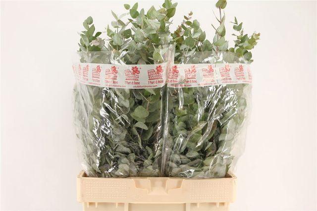 <h4>EUC CINEREA PER BOS</h4>