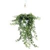 Hedera Helix hangpot Wonder XXL Hang