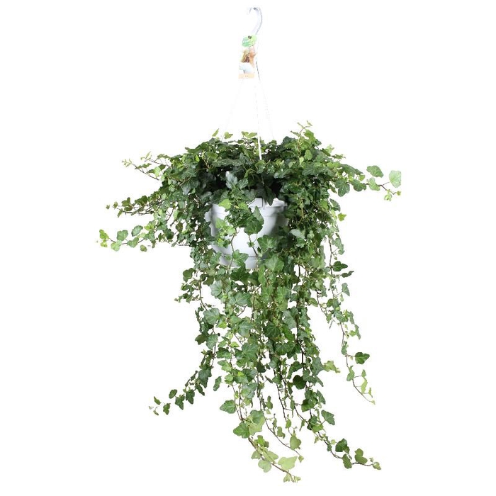Hedera Helix hangpot Wonder XXL Hang