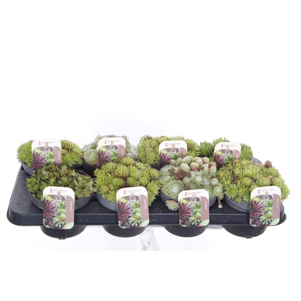 <h4>Sempervivum gemengd</h4>