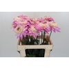 Dahlia Luca Johanna
