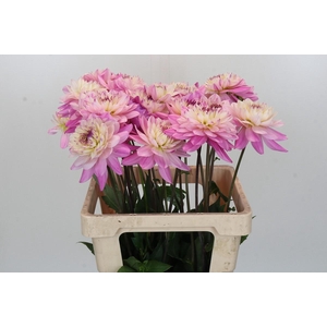 Dahlia Luca Johanna
