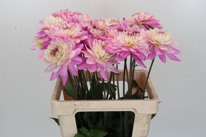Dahlia Luca Johanna