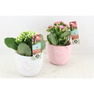 arr3 JS - Ker. potje hart mix - rood/wit