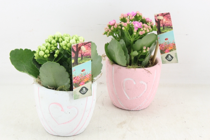 <h4>arr3 JS - Ker. potje hart mix - rood/wit</h4>