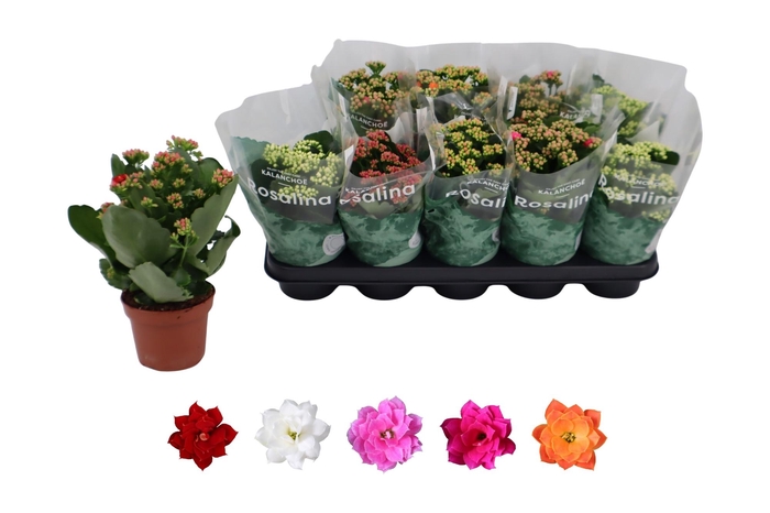 <h4>KAL GE RO GEM 5 KL</h4>