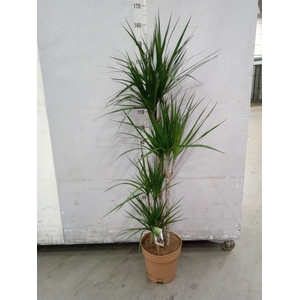 Dracaena marg.
