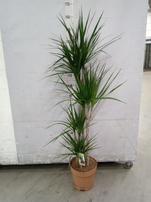<h4>Dracaena marg.</h4>