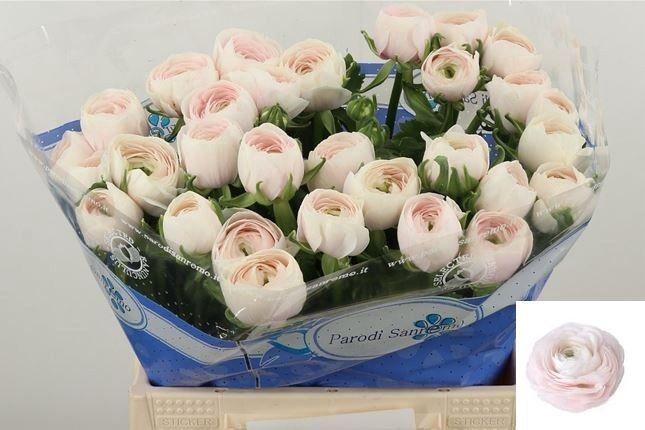 <h4>RAN SU HANOI</h4>