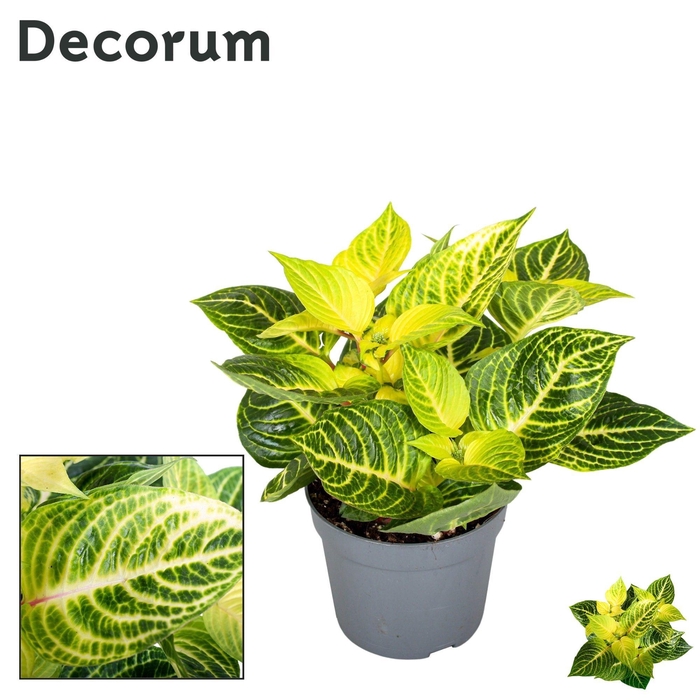 <h4>IRESINE R GOLDSTAR</h4>