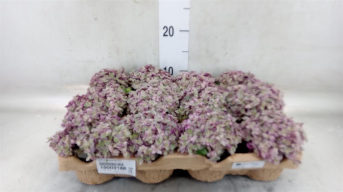 <h4>Callisia repens 'Rosato'</h4>