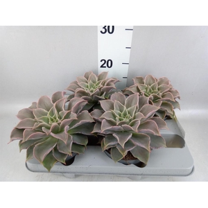 Echeveria   ...