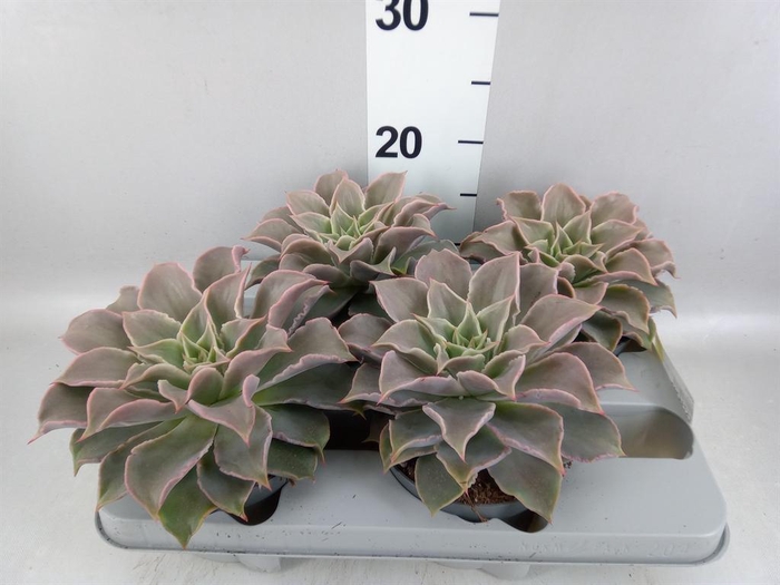 <h4>Echeveria   ...</h4>