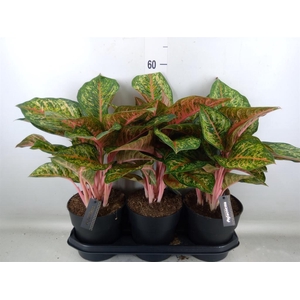 Aglaonema   ...