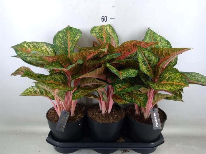 <h4>Aglaonema   ...</h4>