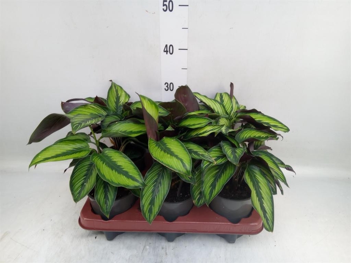 <h4>Calathea   ...</h4>