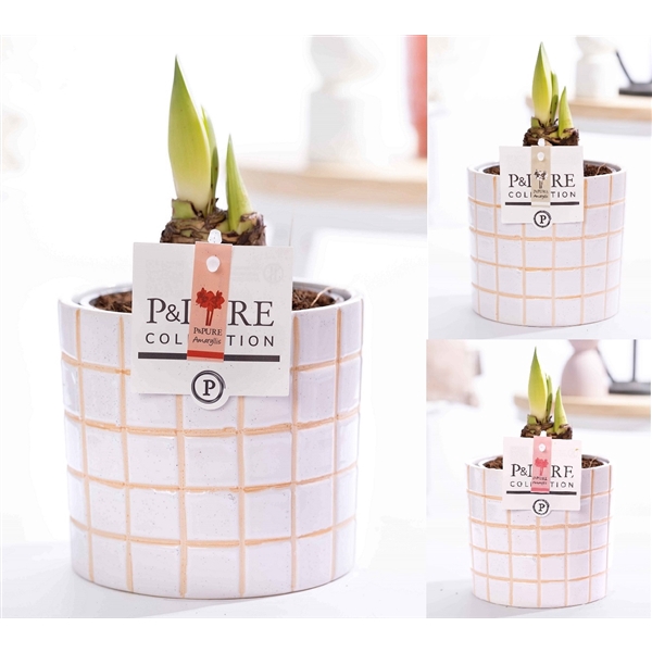 <h4>Hippeastrum mix in P&PURE Tirza ceramics</h4>