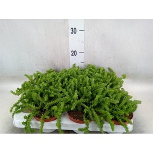Crassula   ...