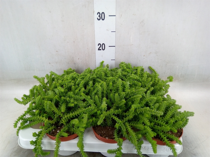 <h4>Crassula   ...</h4>