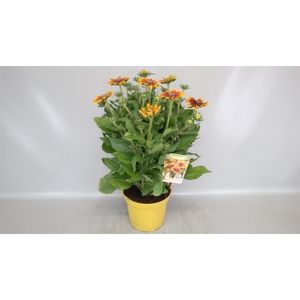 Rudbeckia   ...