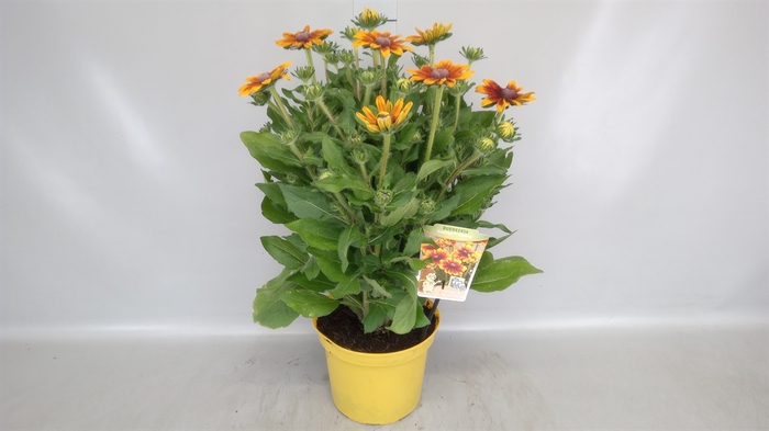 <h4>Rudbeckia   ...</h4>