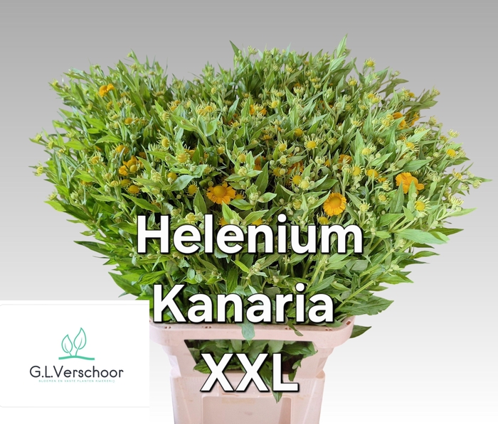 <h4>HELEN KANARIA</h4>