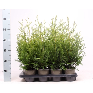 Thuja Brabant
