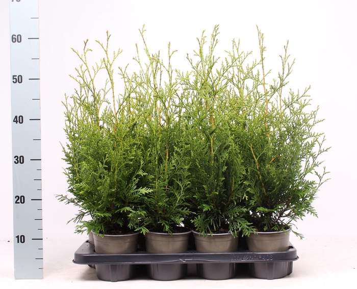 <h4>Thuja Brabant</h4>