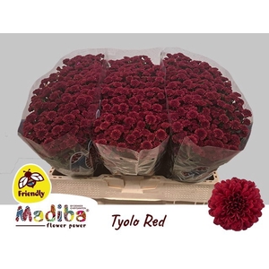 CHR SAN MADIBA RED TYOLO CHR S MAD