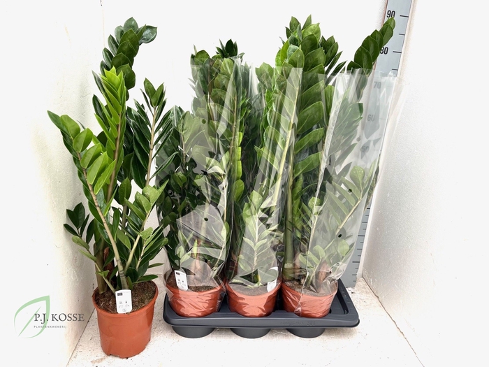 <h4>ZAMIO ZAMIIFOLIA</h4>