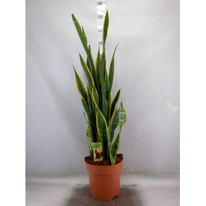 Sansevieria trifa. 'Laurentii'