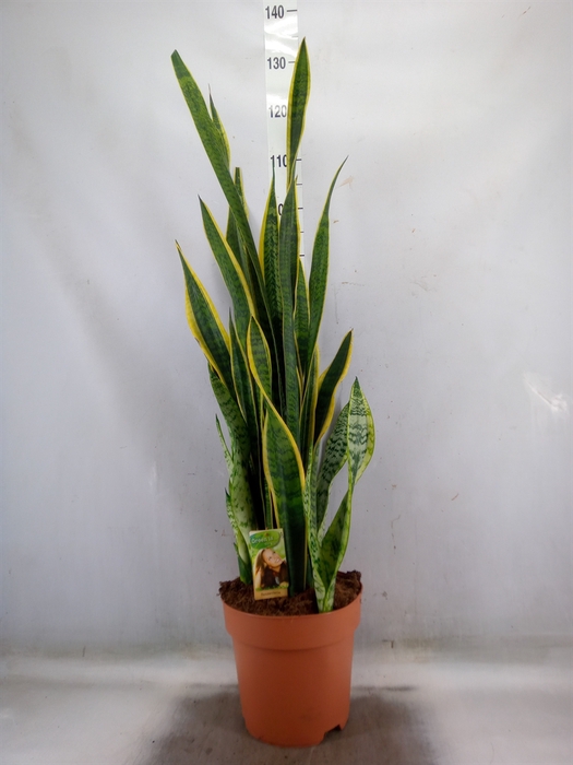 <h4>Sansevieria trifa. 'Laurentii'</h4>