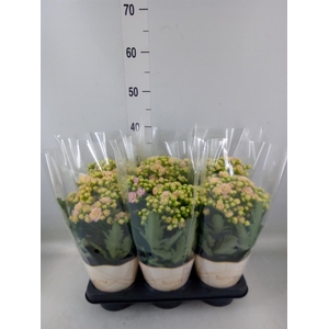 Kalanchoe  'MoreFlow Sunny Pink'