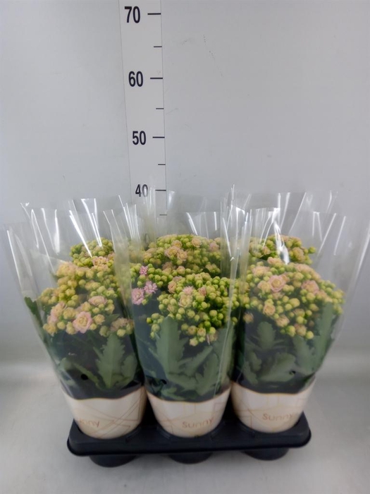 <h4>Kalanchoe  'MoreFlow Sunny Pink'</h4>