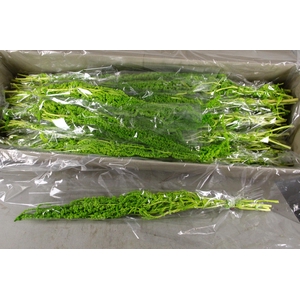 PF Amaranthus Hang L. Green Bs