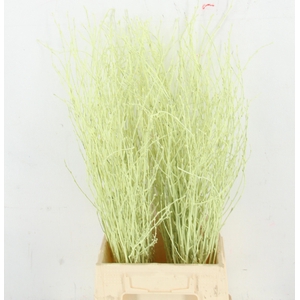 BETULA BS KLB H%