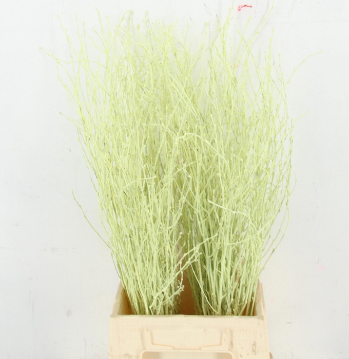 Betula Bs Klb H%