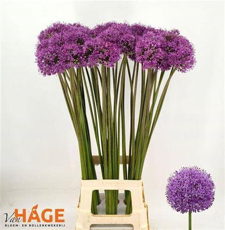 <h4>Allium Gladiator 70cm</h4>