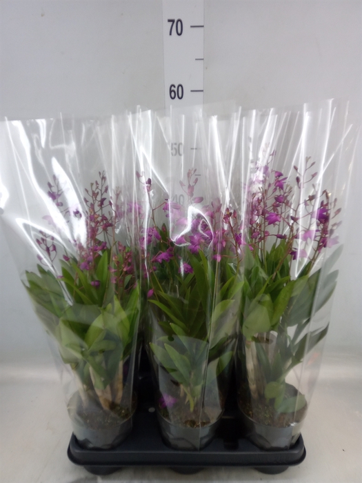 <h4>Dendrobium  'Berry Oda'</h4>