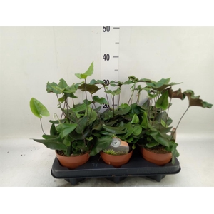 Hemionitis arifolia