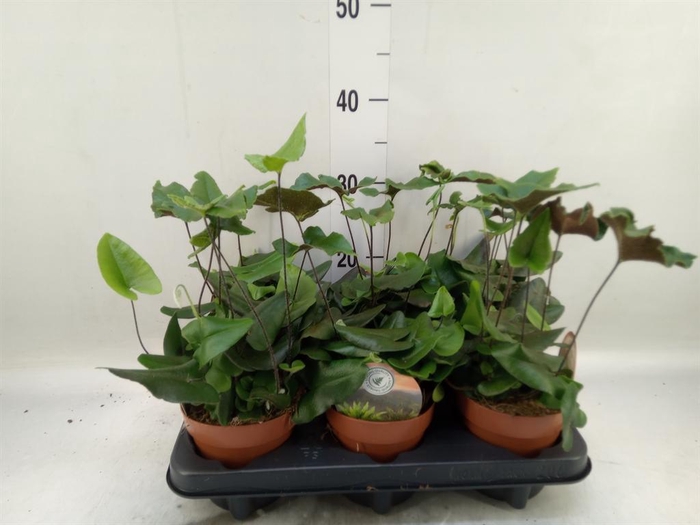 <h4>Hemionitis arifolia</h4>